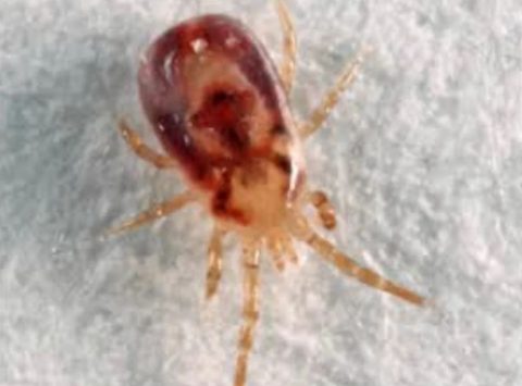 Bird Mites - Pest Control Werribee