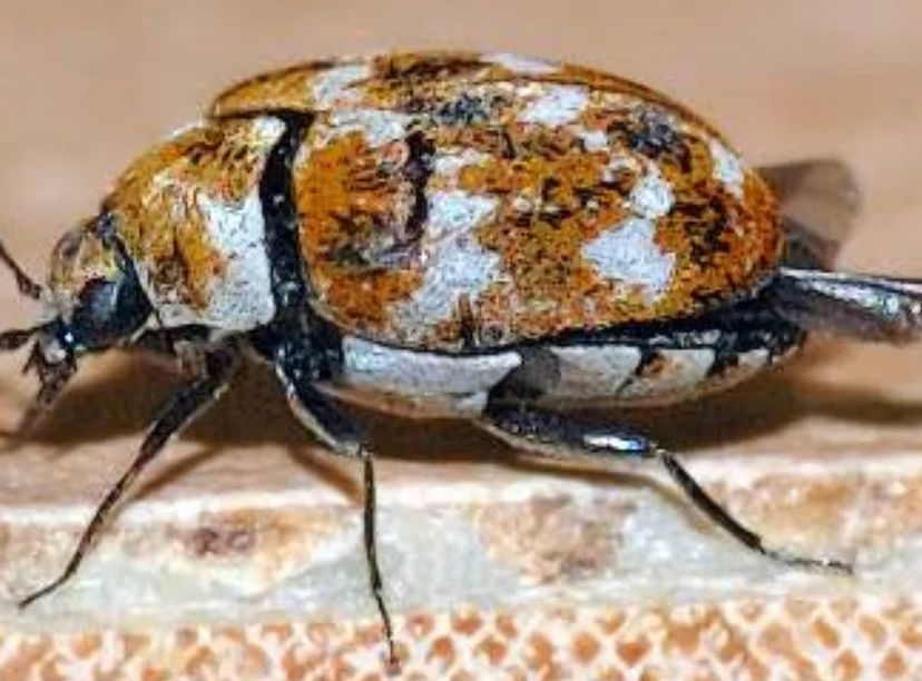 Carpet Beetle and Fabric Pest Control