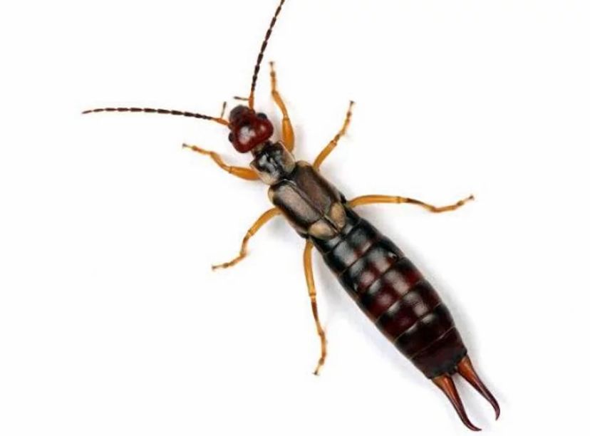 Earwig Pest Control