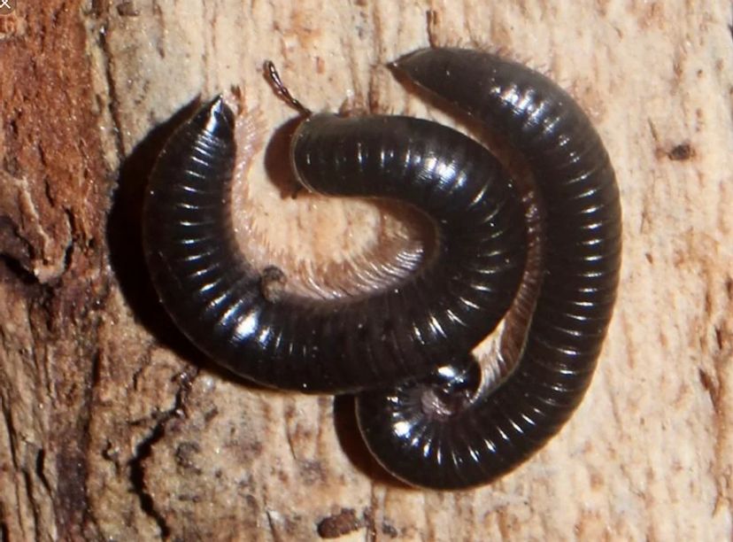 Millipede Control