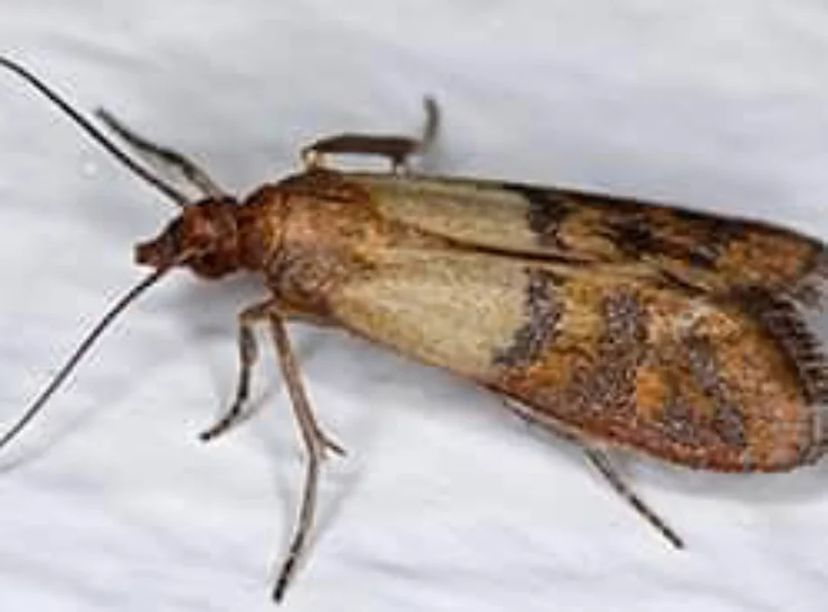 Moth Pest Control Beetles