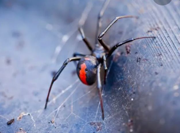 Red Back Spider Pest control