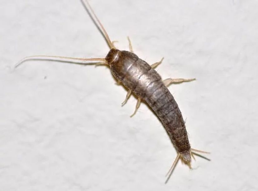 Silverfish Pest Control