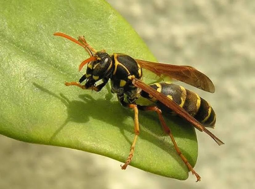 Wasp Hornet and Bee Removal
